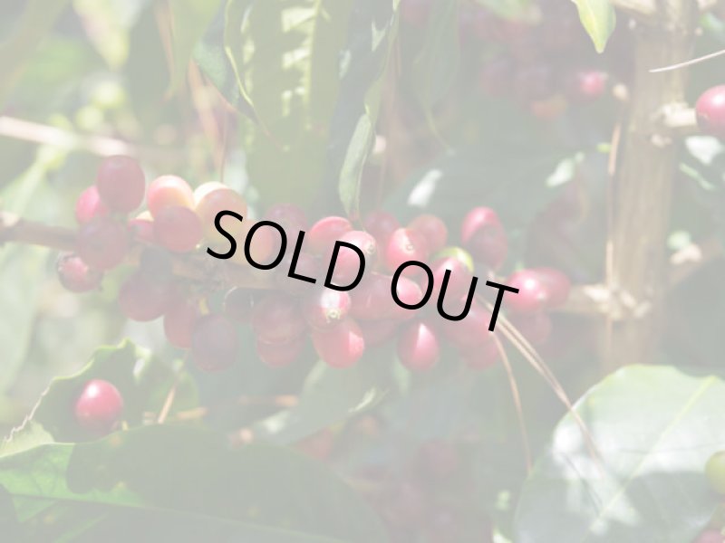 画像2: 【焙煎豆500g】ニカラグア・エル・スヤタル　カトゥーラ (2)