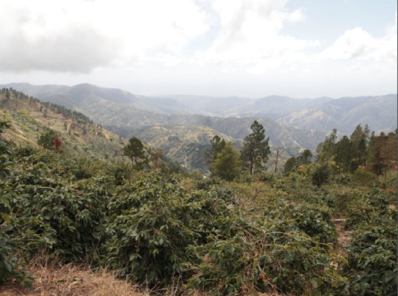 画像3: 【焙煎豆600g】ジャマイカ/ブルーマウンテンNo.1 (3)