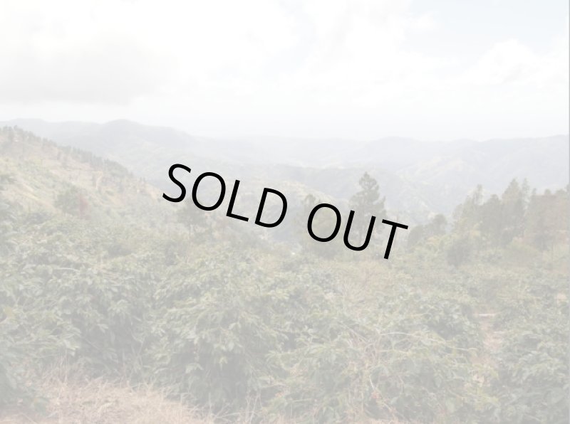 画像3: 【焙煎豆500g】ジャマイカ／ブルーマウンテンNo.1 (3)