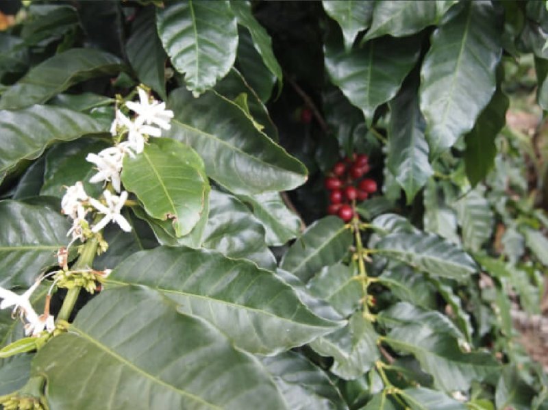 画像2: 【焙煎豆600g】ジャマイカ/ブルーマウンテンNo.1 (2)