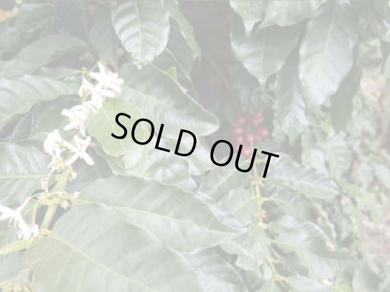 画像2: 【焙煎豆500g】ジャマイカ／ブルーマウンテンNo.1 (2)