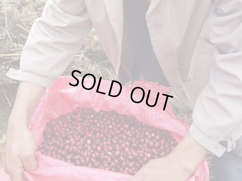 画像3: 【焙煎豆800g】ホンジュラス テパングアレ農園 アナエロビック (3)